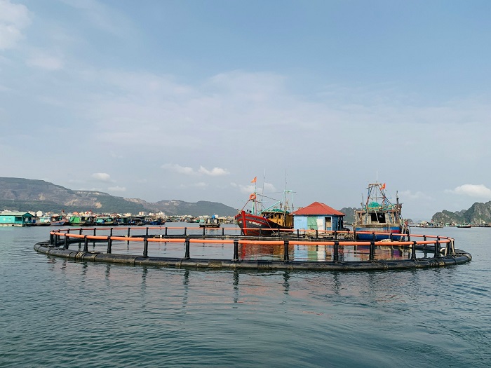 ống HDPE được sử dụng làm vật liệu nổi trong nuôi trồng thủy sản nước lợ, mặn tại Quảng Ninh 